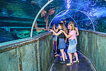 Enfants Tunnel aux Requins image
