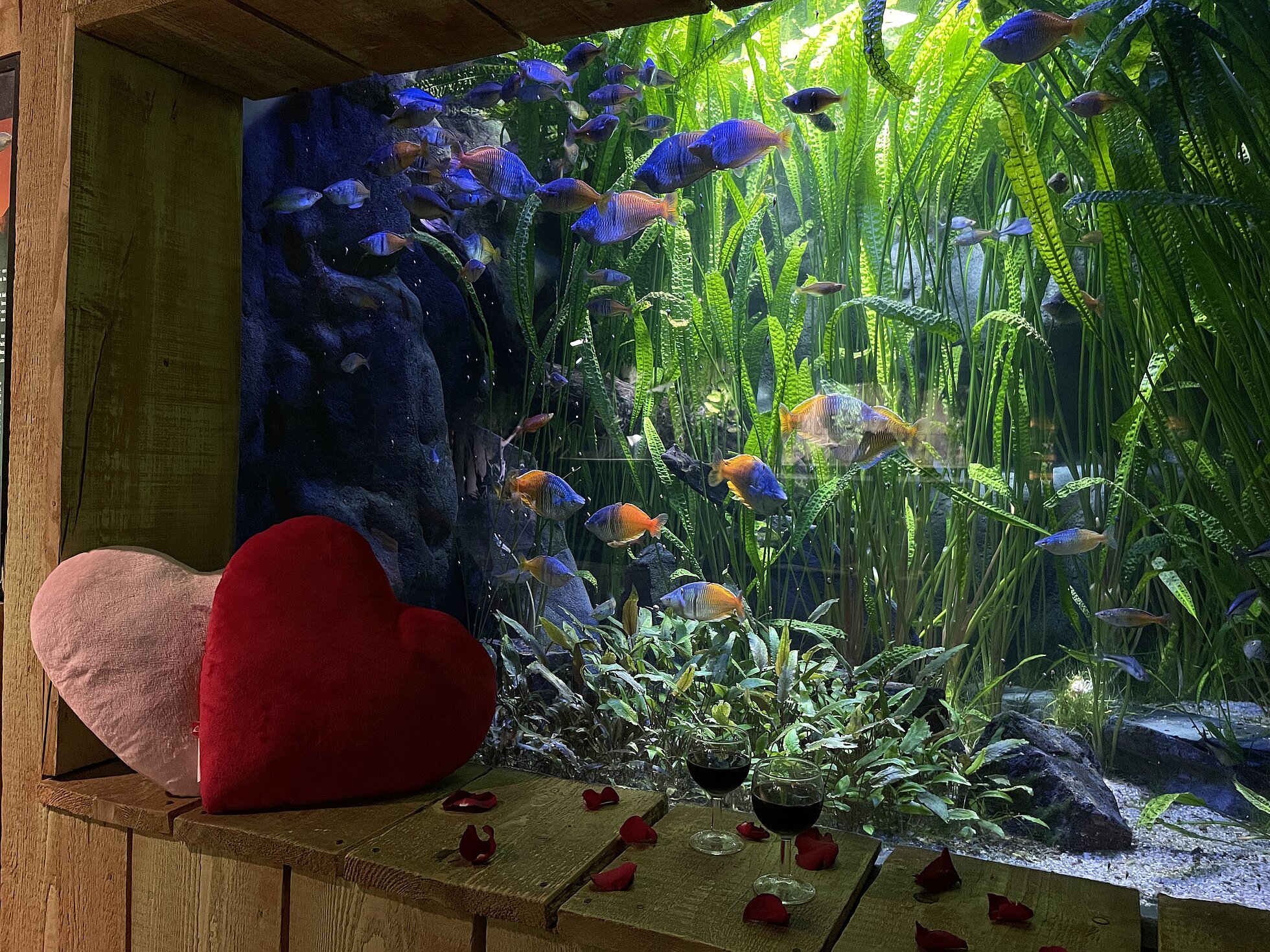 Visuel aquarium