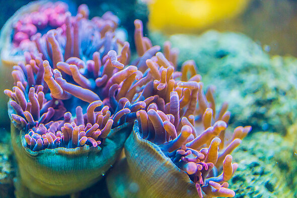 Anémone aquarium