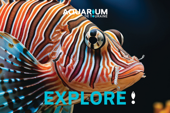 Visuel aquarium