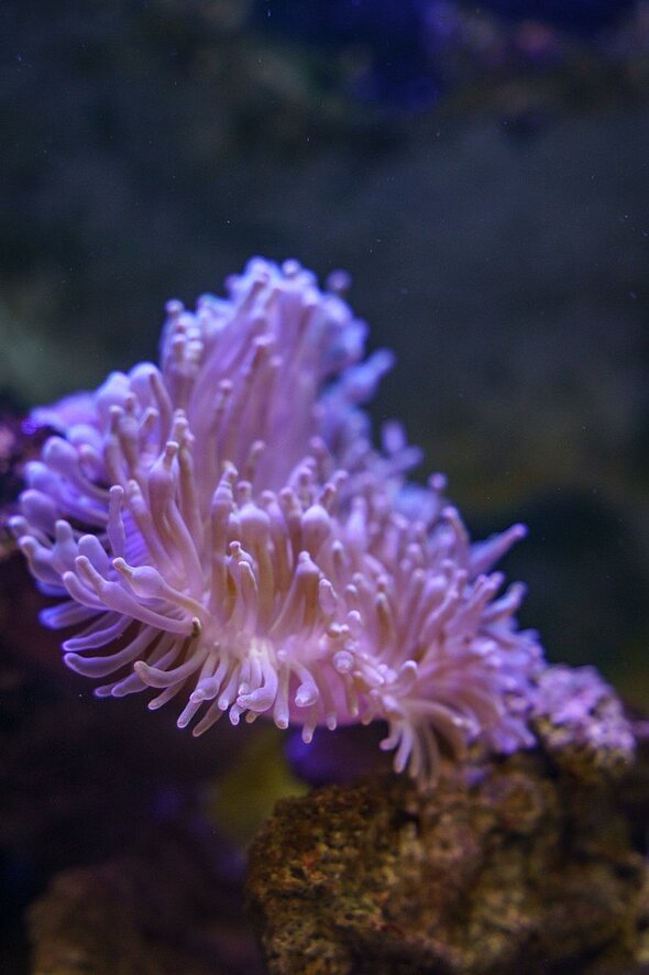 anemone.jpg