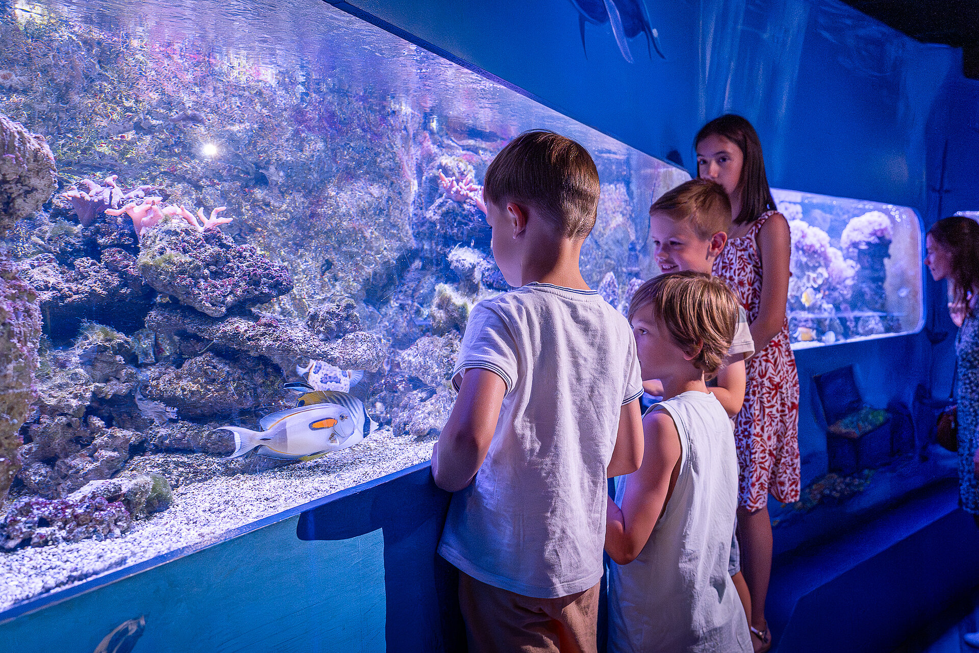 Visuel aquarium