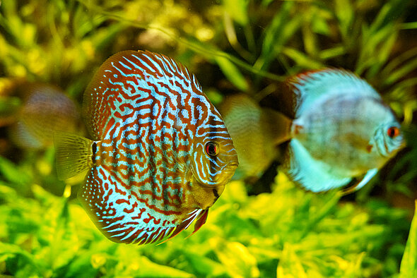 Poisson Discus 