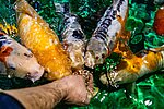 Carpes koi