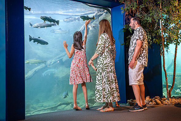 Famille aquarium