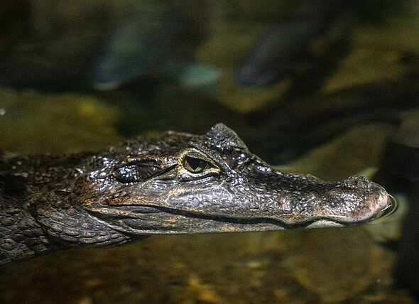 Tête de Caiman