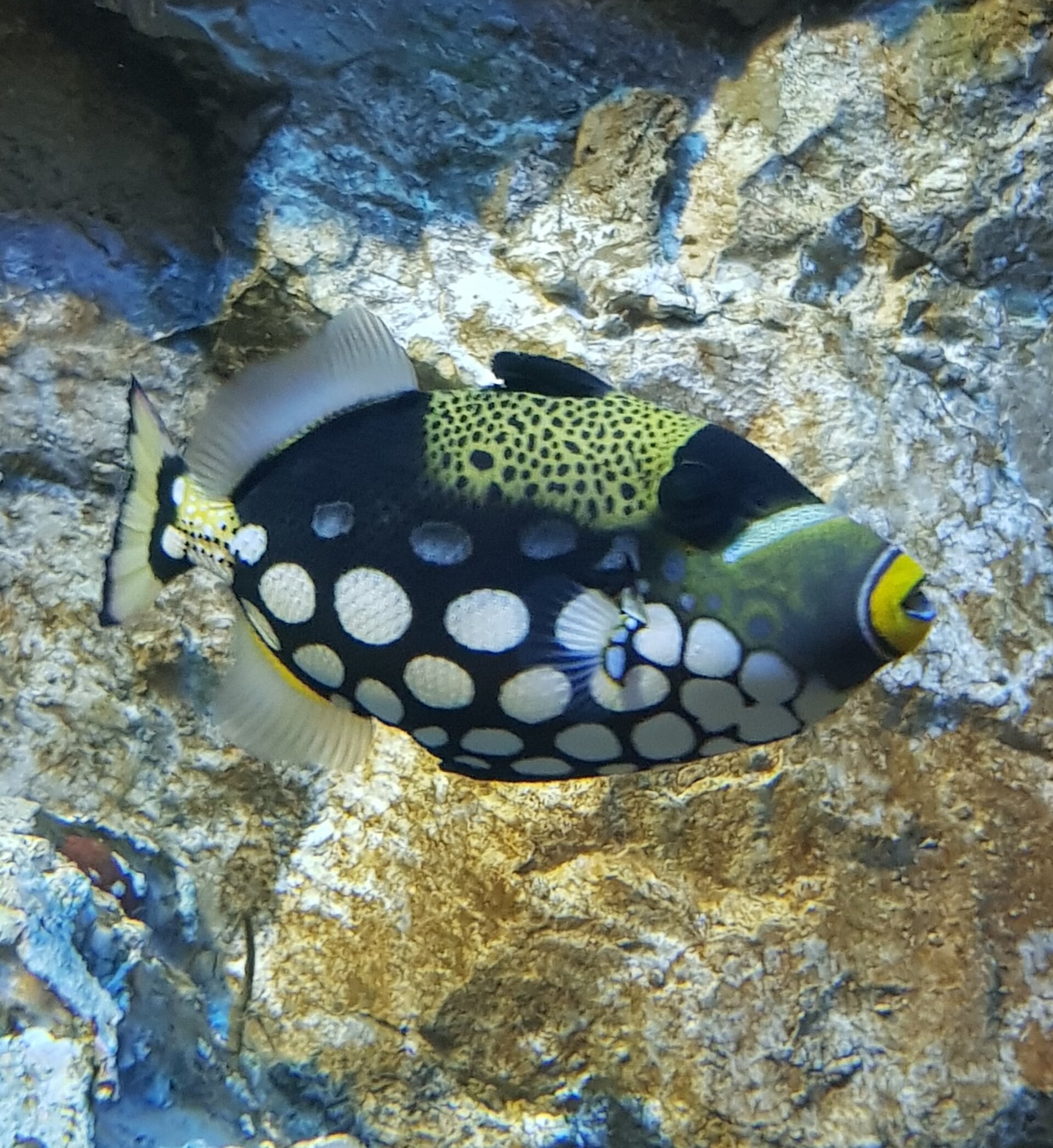 Poisson