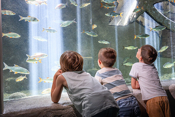 Enfants devant l'aquarium 