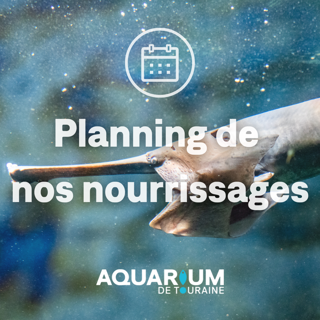 Visuel aquarium